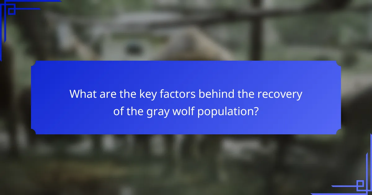 What are the key factors behind the recovery of the gray wolf population?