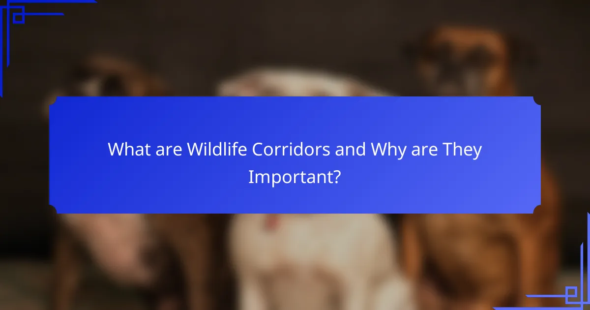 What are Wildlife Corridors and Why are They Important?