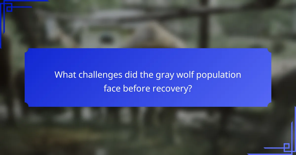 What challenges did the gray wolf population face before recovery?
