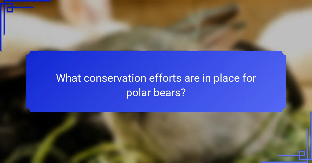 What conservation efforts are in place for polar bears?