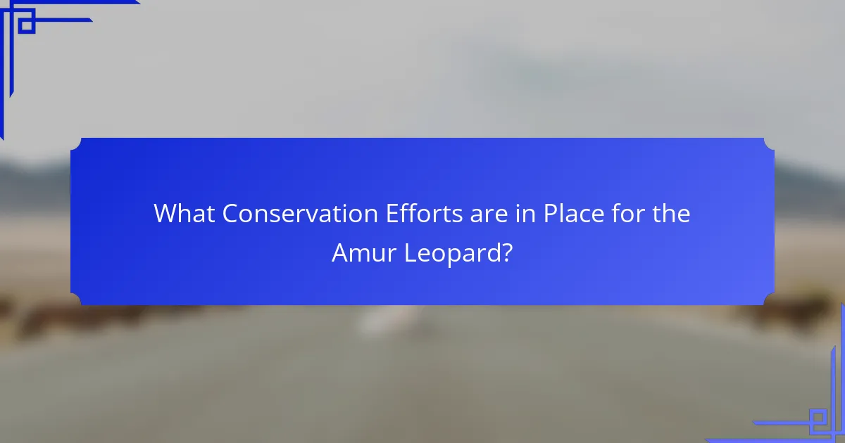 What Conservation Efforts are in Place for the Amur Leopard?