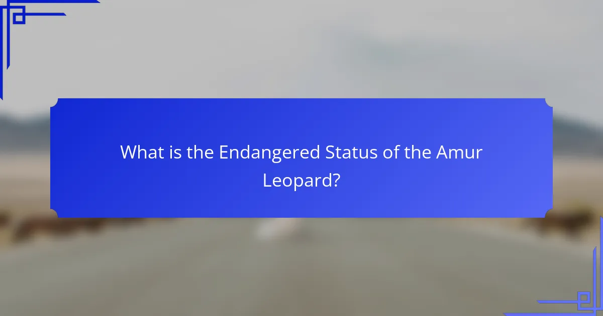 What is the Endangered Status of the Amur Leopard?